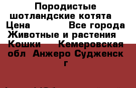 Породистые шотландские котята. › Цена ­ 5 000 - Все города Животные и растения » Кошки   . Кемеровская обл.,Анжеро-Судженск г.